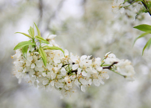 [White Blossoms[6].jpg]