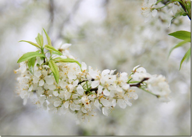 White Blossoms