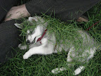 Jada all covered in grass!  Here she's only a few months old