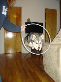 An Alaskan Klee Kai (Jada) jumping through a hoop!