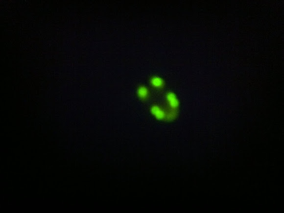 Spotting Image 1