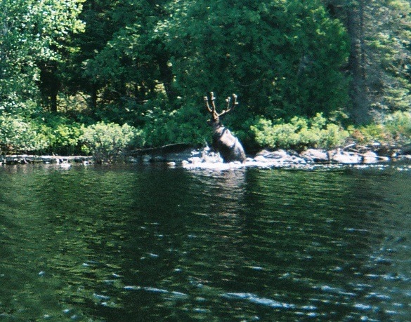 [Met Caribou[2].jpg]