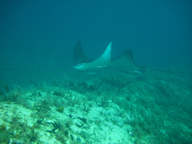 [RudderCutCay_0314.jpg]