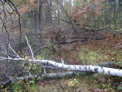 beavers taking down trees