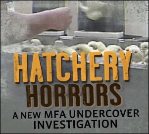 [hatchery_bu[2].jpg]