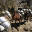  &ndash; mules carrying sacks