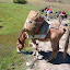  &ndash; mules grazing and resting
