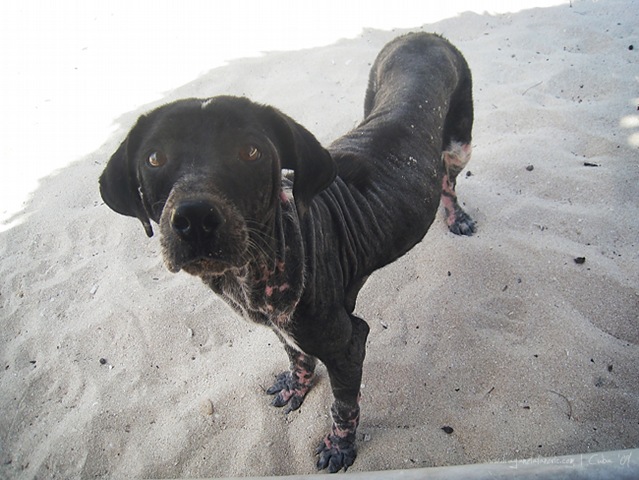 [Perro story 004[5].jpg]