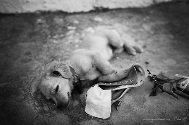 [Perro story 007[5].jpg]