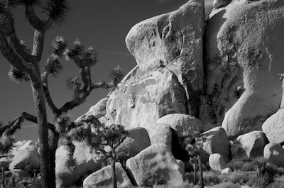 joshuatree4.jpg