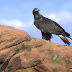 raptorial_005.jpg
