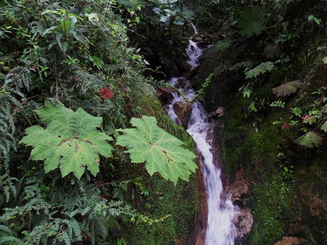 [Leaf Waterfall[3].jpg]