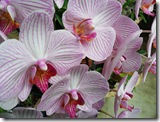 Los Yutzos Orchids