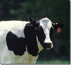 milk-dairy-cow