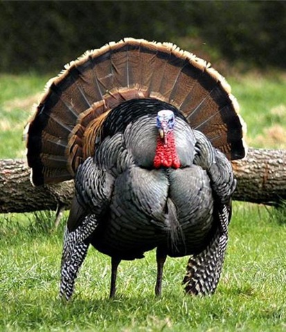 [thanksgiving-turkey[3].jpg]