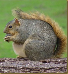 Fat-Squirrel