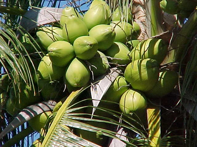 [Coconut Trees[3].jpg]
