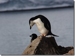 Penguins On The Rocks