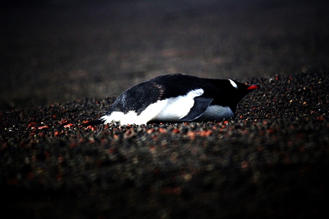 [WB Burrowed Penguin[3].jpg]