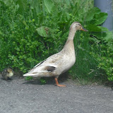 DSCF0073.JPG