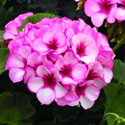 [GERANIUM_MAVRICKSTAR8.jpg]