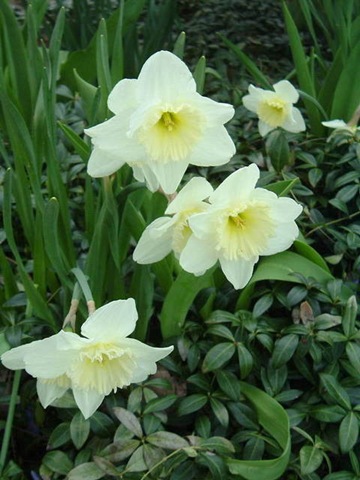 [Daffodil[4].jpg]