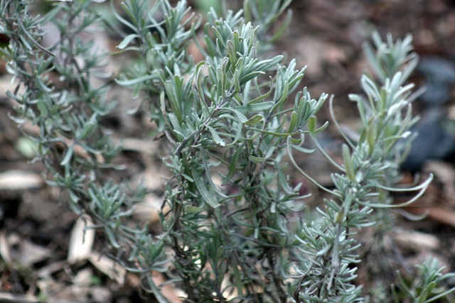 [SpringDay_Lavender[6].jpg]