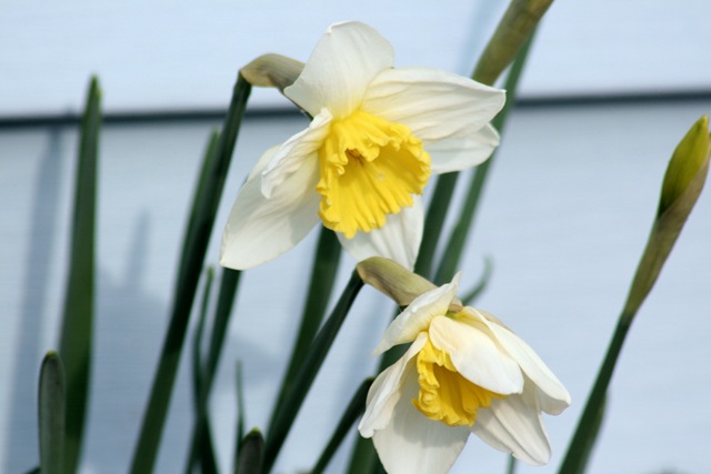 [Daffodil_Spring4[3].jpg]