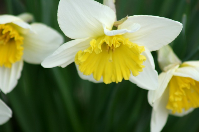[Daffodils6_2010[3].jpg]