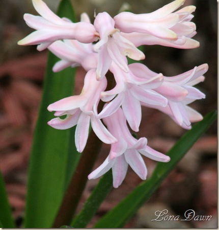 Hyacinth_Pink2