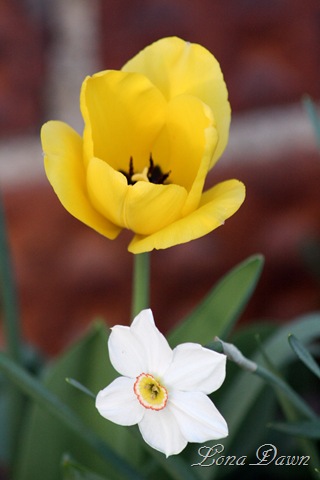 [Spring_Bouquet[7].jpg]