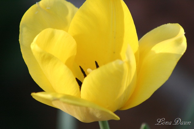 [Tulip_Yellow[6].jpg]