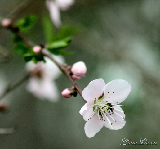 [Peach_Blossoms2[6].jpg]