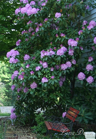 [Rhododendron_Lilac_2009[6].jpg]