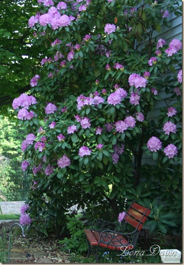 Rhododendron_Lilac_2009