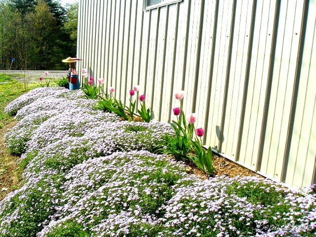 [spring_Phlox_2005[6].jpg]
