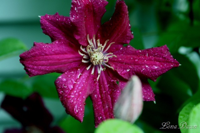 [Clematis_CrimsonStar_rain[6].jpg]