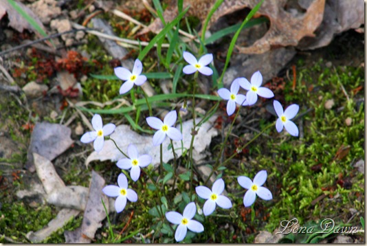 Bluets