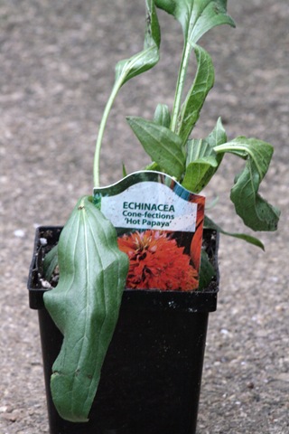 [hotPapaya_Echinacea[4].jpg]