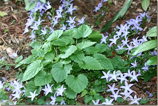 Campanula_BlueWaterfall_May26