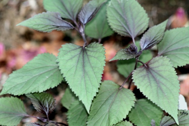 [Eupatorium_Chocolate3.jpg]