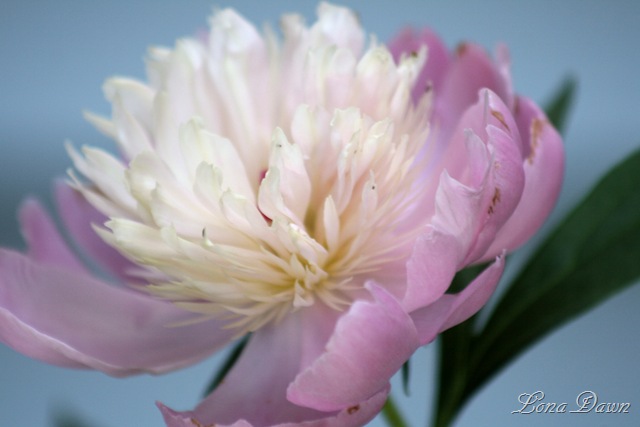 [Sobet_Peony6.jpg]
