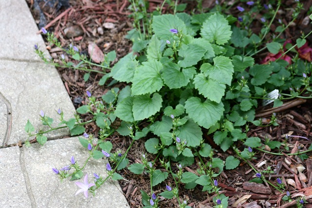 [Campanula_BlueWaterfalls_Blooms3[5].jpg]