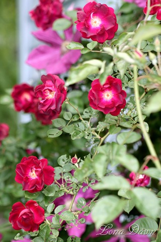 [RedBlaze_ClimbingRose[6].jpg]