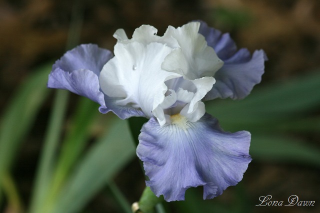 [OutoftheBlue_Iris36.jpg]