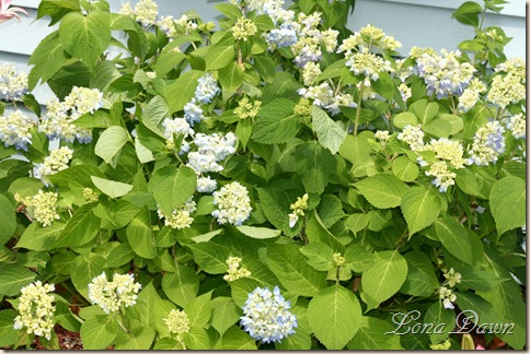 Hydrangea_Nikkoshrub_June2