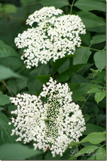 ElderBerry_Blooms