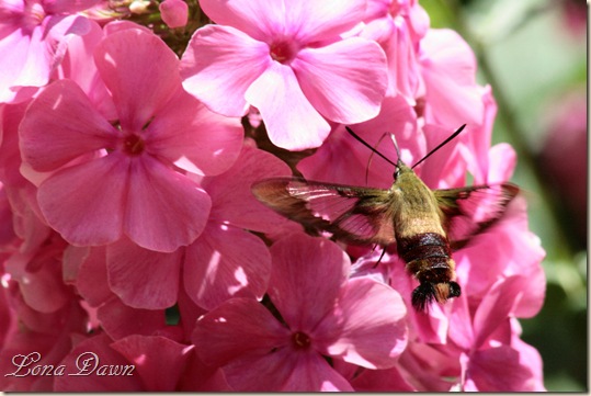 Hummingbird_Moth