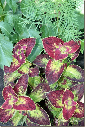 HH_Coleus_2010