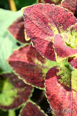 [HH_Coleus2_2010[6].jpg]